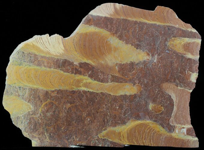 Polished Stromatolite (Jurusania) From Russia - Million Years #57560